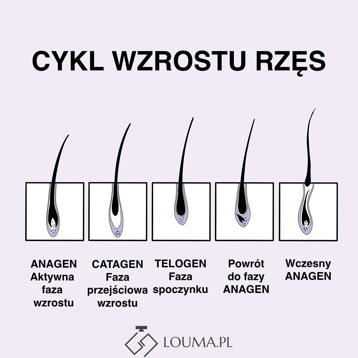 cykl wzrostu rzęs