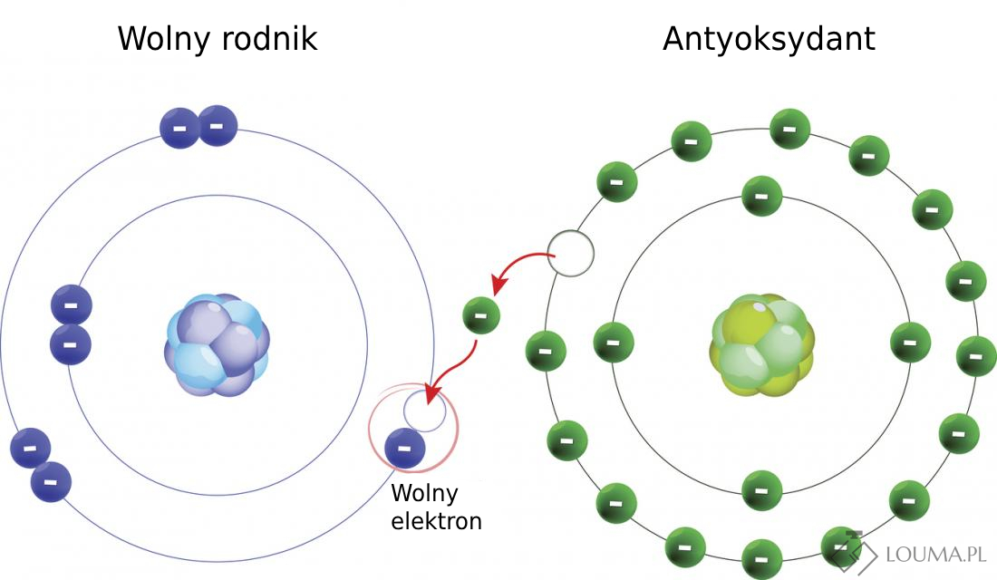 wolne rodniki antyoksydant