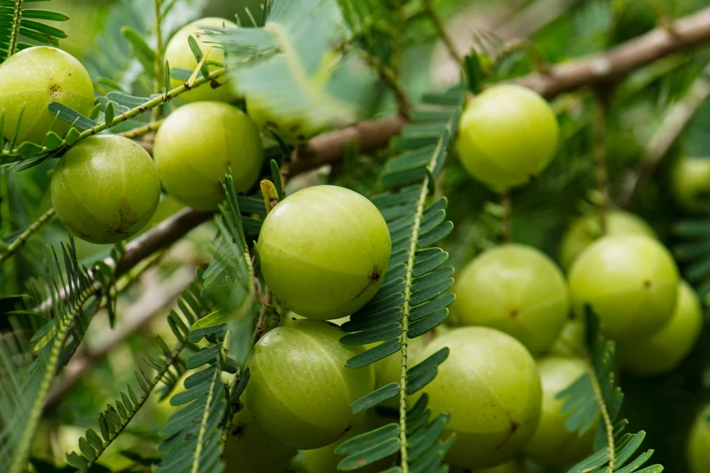 Amla na włosy – właściwości, efekty stosowania