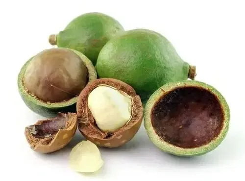 orzechy tamanu