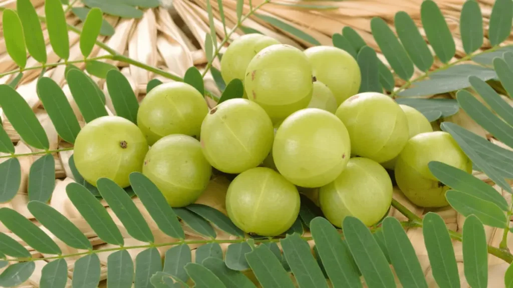 owoce amla