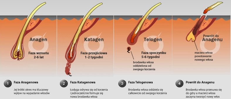 cykl wzrostu włosa